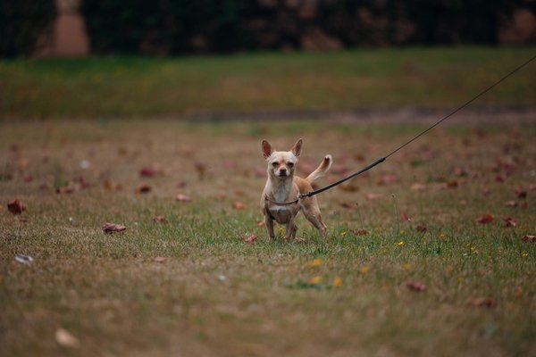 Seamless Pet-Friendly Indoor-Outdoor Transitions for Modern Homes