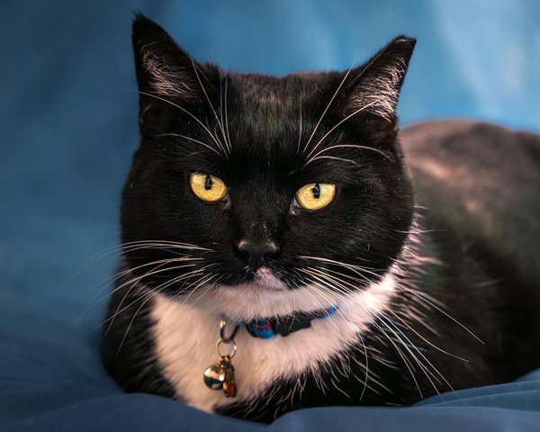 Unlock the Ultimate Sweet & Tangy English Rhubarb Crumble: A Masterclass Recipe Guide